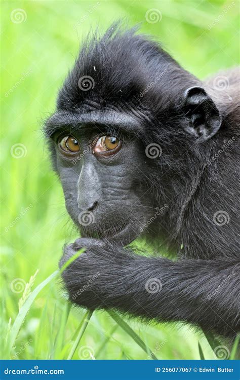 The Celebes Crested Macaque Macaca Nigra Stock Image - Image of peep ...