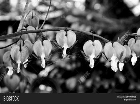 Black Bleeding Heart Flower