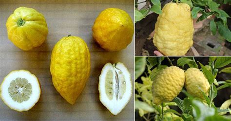 What ia Bizora Nimbu (Citrus Medica)? - Information and Uses. – Caresupp.in
