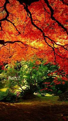 Iphone 11 Pro Autumn Wallpaper by Fall Iphone Wallpapers Pixelstalk Net Iphone 11 Pro Autumn Wallpaper