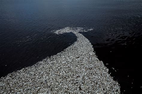 Red Tide Is Devastating Florida's Sea Life. Are Humans to Blame ...