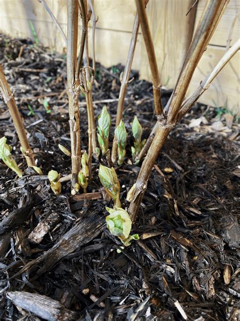 Annabelle Hydrangea In Planters Annabelle Hydrangeas In The Garden. We