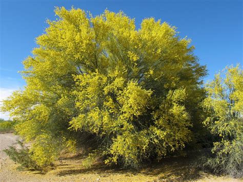 Blue Palo Verde 25 Seeds Cercidium florida – R&B Floridaseeds