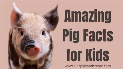 Are Pigs Smarter than Dogs? Amazing Pig Facts for Kids - Kids Play and Create