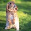 Image result for Cute and Funny Bunny Wallpaper