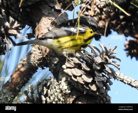 Magnolia Warbler (Setophaga magnolia), Aves, Rowley, MA, USA Stock ...