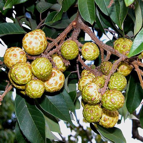 Unusual Fruits From Around the World – veliyathgardens
