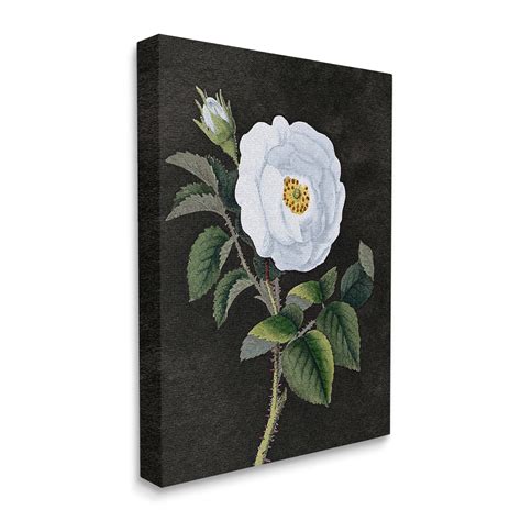 Stupell Industries White Poppy Illustration Vintage Flower Thorns ...