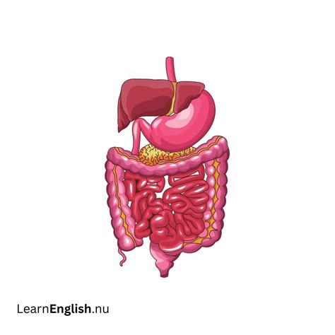 Body Systems In Spanish and English - learn spanish