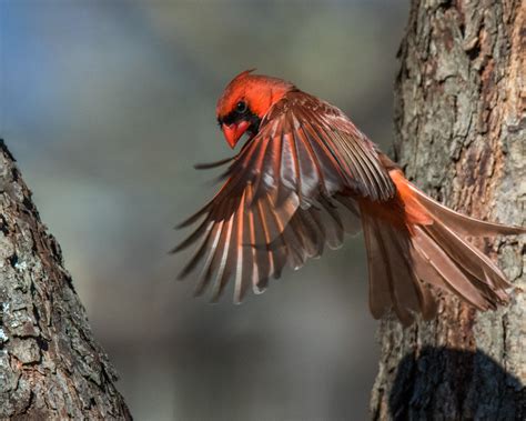 Cardinal in flight | Shutterbug