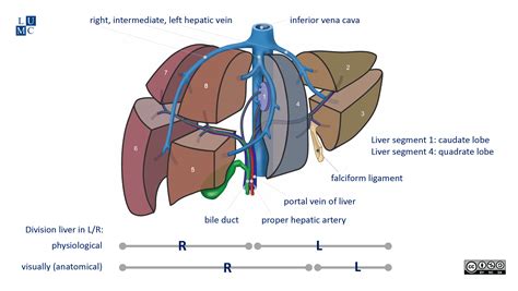 Leiden - Drawing Liver segments and vascularisation - English labels | AnatomyTOOL