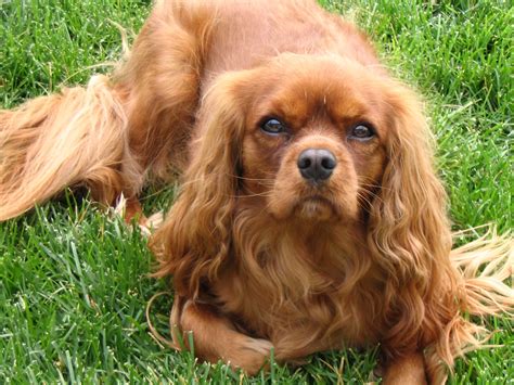Cadie is a Ruby Cavalier King Charles … | King charles spaniel ...