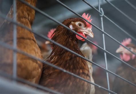 Food Industry Benchmark Reveals Animal Welfare Leaders - FOUR PAWS ...