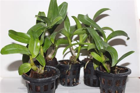 ROYAL LAND Rare Orchid Live Plants Seedling dendrobium Green Star 1 ...