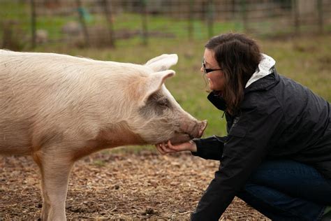 Chester White Pigs - Breed Profile, Behavior & Care