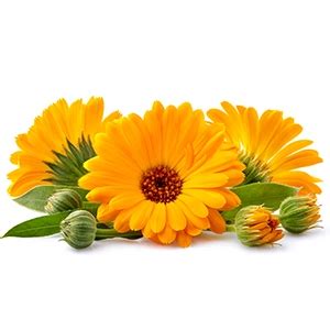 Milky Soft Head to Toe Wash With Oats, Milk, and Calendula for Babies ...