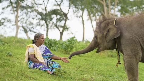 The Elephant Whisperers: 5 lesser-known facts about Kartiki Gonsalves ...