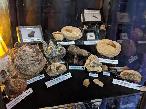 Finally built up enough confidence to share my rock and fossil ...