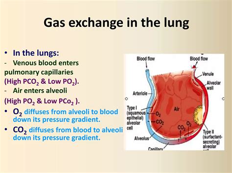 Respiratory #2, Gas Transport - Physiology | PPTX