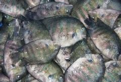 Advanced Research Farm Facility (ARFF),Madhavaram