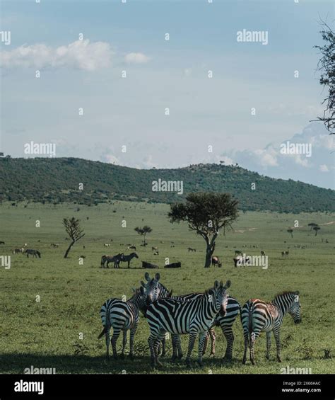 Biodiverse ecosystem hi-res stock photography and images - Alamy