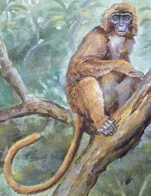 Image result for Mesopithecus vs