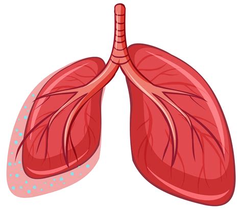 Human Lung on White Background 296793 Vector Art at Vecteezy