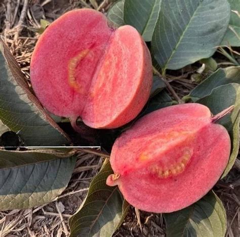 Black Diamond Guava Live Plant (Psidium guajava) – veliyathgardens