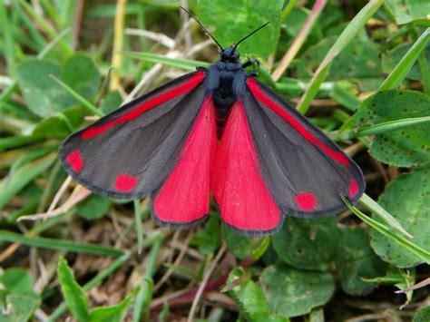 Cinnabar Moth - Tyria jacobaeae - Native to Europe and western ...