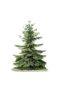 Fir tree PNG for winter sports and adventure marketing - Photo #3645 ...