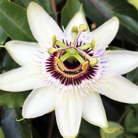 White Passion Flower