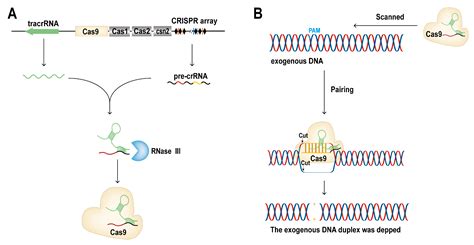 CRISPR/dCas9 Tools: Epigenetic Mechanism and Application in Gene ...