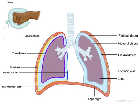 Pleural And Pulmonary Decortication Surgery: A Comprehensive Overview - News Dynamics