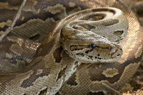 Image result for Rock Python Facts