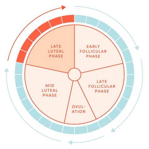 When Is My Luteal Phase Your Menstrual Cycle