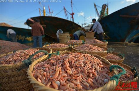 舟山渔民喜获虾潺丰收-影像中心-浙江在线