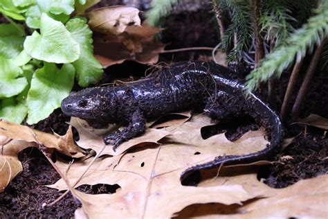 This is Gollum. He is a morphed axolotl exhibiting the NGA (No Gill Aquatic) adaptation. NGA ...