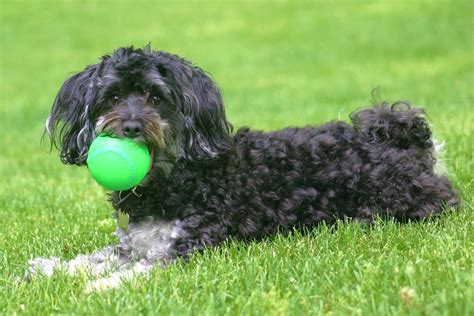 Black Maltipoo: Appearance, Genetics & Facts (With Pictures)