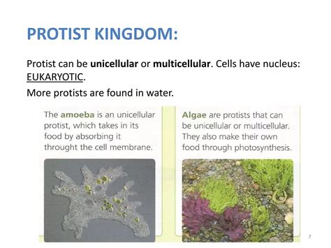 Is Protista Unicellular Or Multicellular