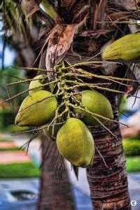 Beautiful Blooms Coconut Plant Price in India - Buy Beautiful Blooms ...