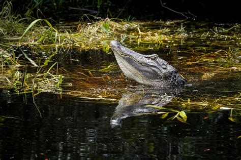 Naturalist 101 Lecture: Understanding the Significance of the Wild ...