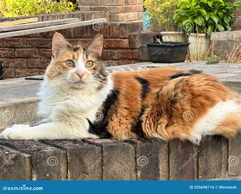 Beautiful Shot of Furry Calico Cat Sitting in a Garden Stock Photo ...