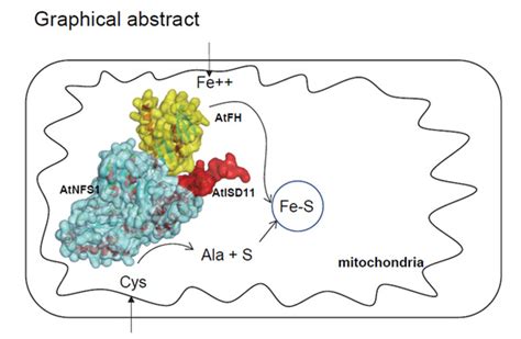 Iron-Sulfur Cluster Complex Assembly in the Mitochondria of Arabidopsis ...
