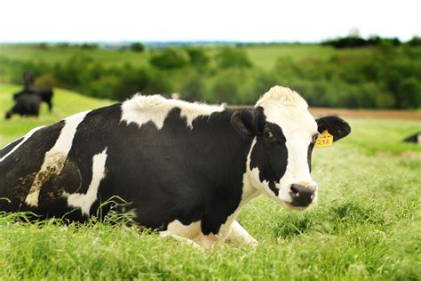 Hildebrand Farms Dairy