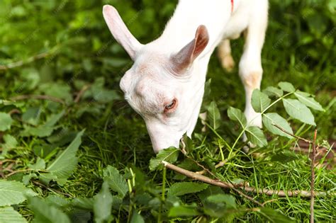 Premium Photo | Goat eating leaves grass in the forest village meadow ...