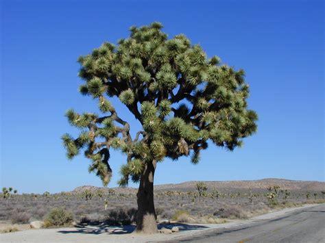 Free Images : produce, national park, savanna, conifer, ecosystem, joshua tree national park ...