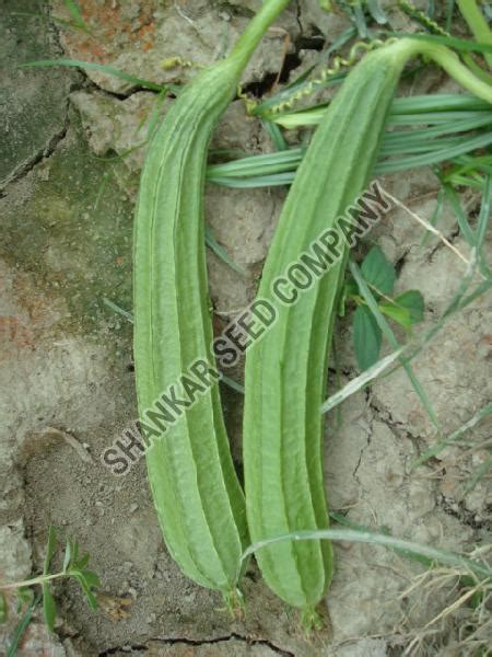 Ridge Gourd Seeds Suppliers in UP - Shankar Seed Company