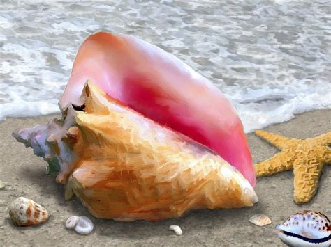Image result for What's Inside Conch Shell