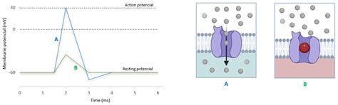 A Review of the Lidocaine in the Perioperative Period | MDPI