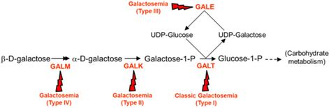 Analysis of the Structure-Function-Dynamics Relationships of GALT ...